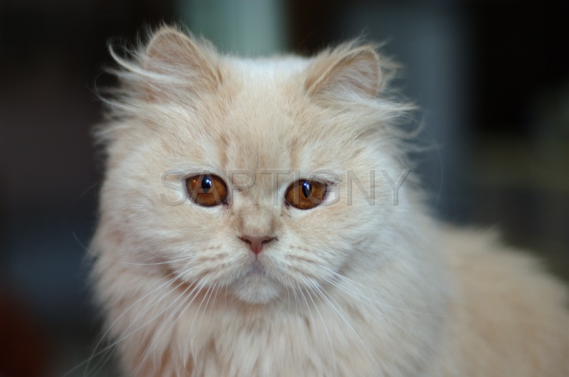 BRITISH LONGHAIR 008.jpg